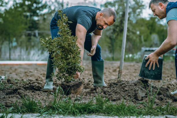 Reliable Glen Ridge, NJ Tree Services Solutions