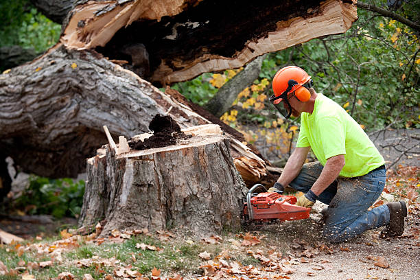 Best Soil Testing and Treatment  in Glen Ridge, NJ